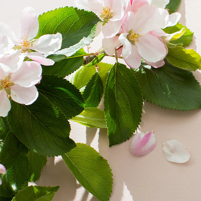 5021807469550-6.webp